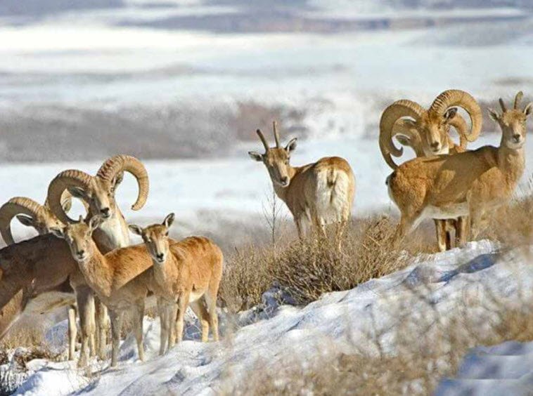 Karakoram Wildlife Sanctuary